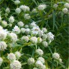 1000 seeds Mountain Mint Pycnanthemum pilosum, easy to grow  #MRJS78