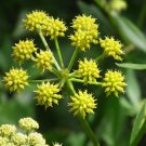 200 Lovage seeds Levisticum officinale, easy to grow   #MRJS78