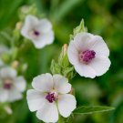 50  flower seeds Marshmallow Althaea officinalis #MRJS78