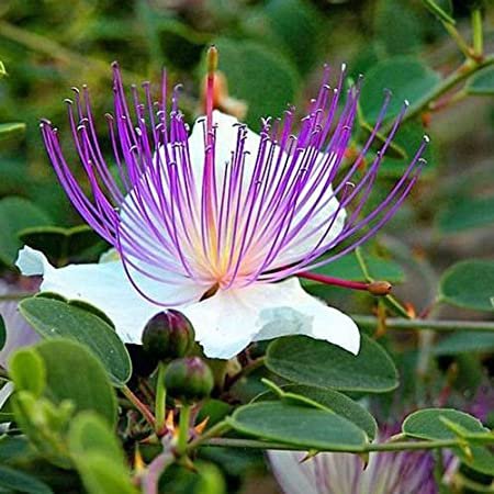 25 flower seeds  Caper Capparis spinosa, easy to grow  #MRJS78