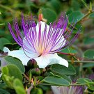 25 flower seeds  Caper Capparis spinosa, easy to grow  #MRJS78