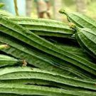 20 vegetable seeds Ridged gourds,fast growing   #MRJS78