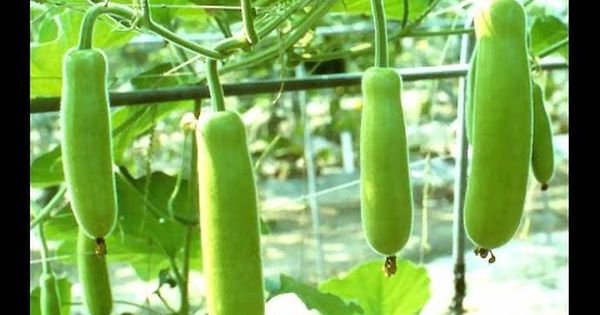 20 vegetable seeda Nam Tao Yao Lagenaria siceraria Bottle Gourd   #MRJS78