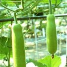 20 vegetable seeda Nam Tao Yao Lagenaria siceraria Bottle Gourd   #MRJS78