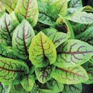 500 vegetable seeds Red Veined Sorrel, easy to grow         #MRJS78