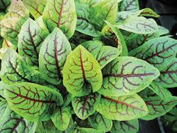 500 vegetable seeds Red Veined Sorrel, easy to grow         #MRJS78