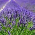 500 seeds purple Vera Lavendar Herb   #MRJS78