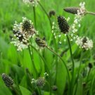 250 flower seeds Plantain English Plantago Lanceolata    #MRJS78