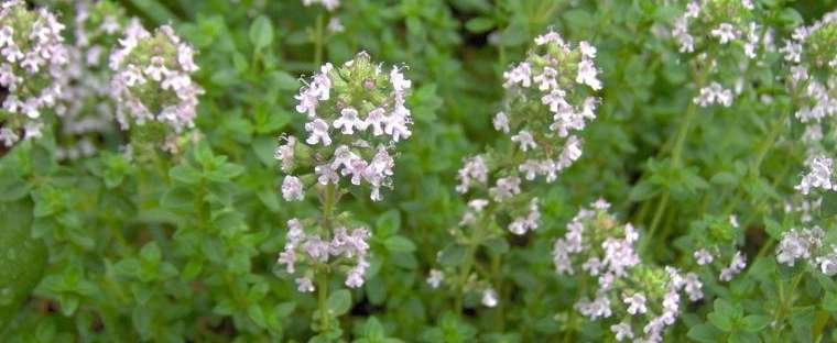 2000 Herb Seeds Thyme Common Thymus vulgaris    #MRJS78
