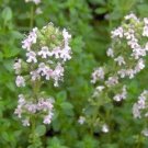 2000 Herb Seeds Thyme Common Thymus vulgaris    #MRJS78
