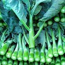 250 vegetable seeds  Kailaan Chinese Broccoli Kale Kai Lans     #MRJS78