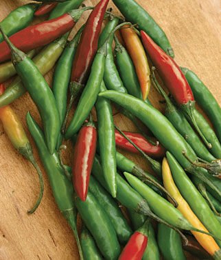 25  Super Hot Thai Bird Premium Pepper seeds #PPTE79