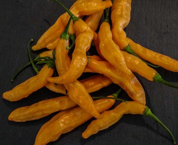 25  Pepper Seeds Rare  Aj&Atilde;&shy; Melocoton Premium #PPTE79