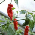 25  Pepper Seeds Hot Ají Verde Premium  #PPTE79