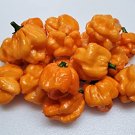 25  Pepper Seeds Rare Bahamian Goat, easy to grow  #PPTE79
