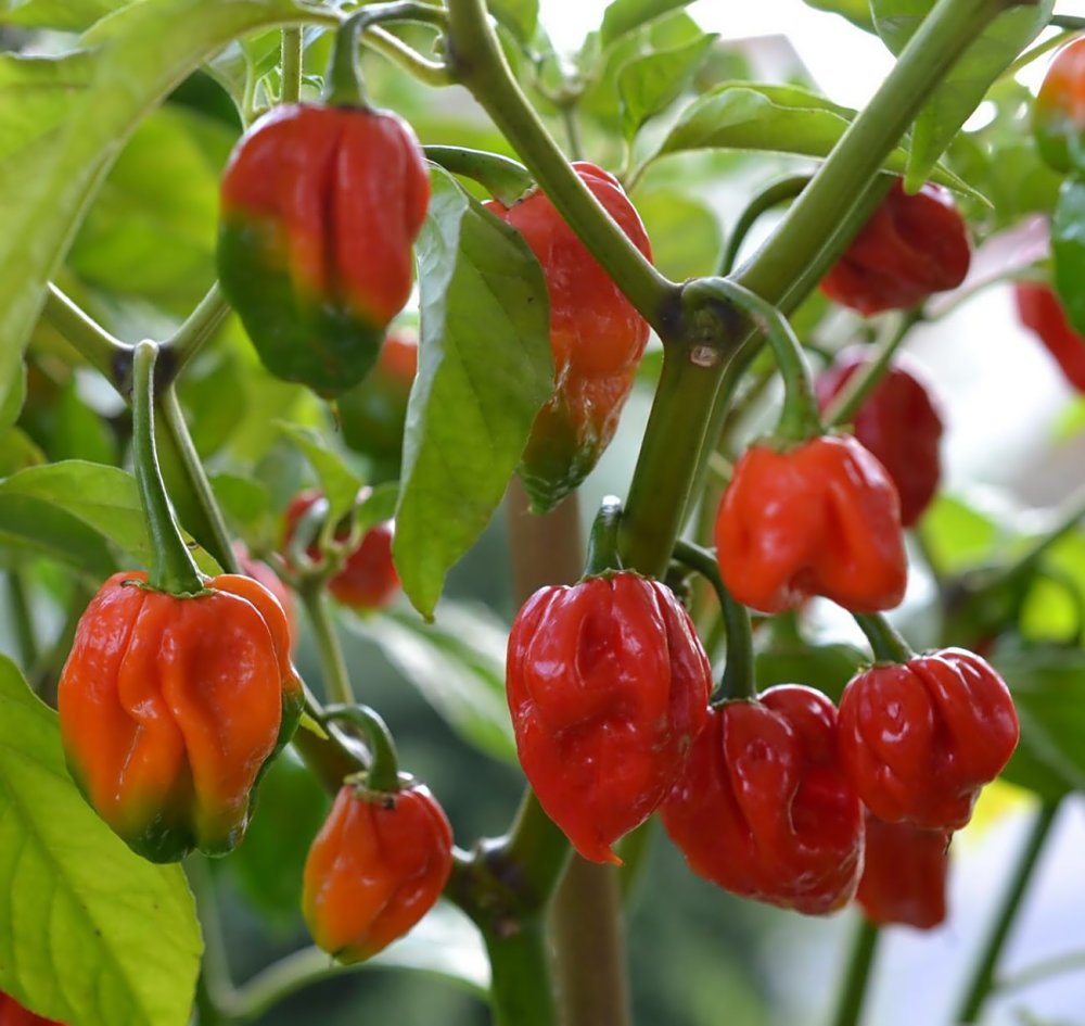 25  Pepper Seeds  super Hot Nagabon, easy to grow #PPTE79