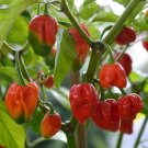 25  Pepper Seeds  super Hot Nagabon, easy to grow #PPTE79
