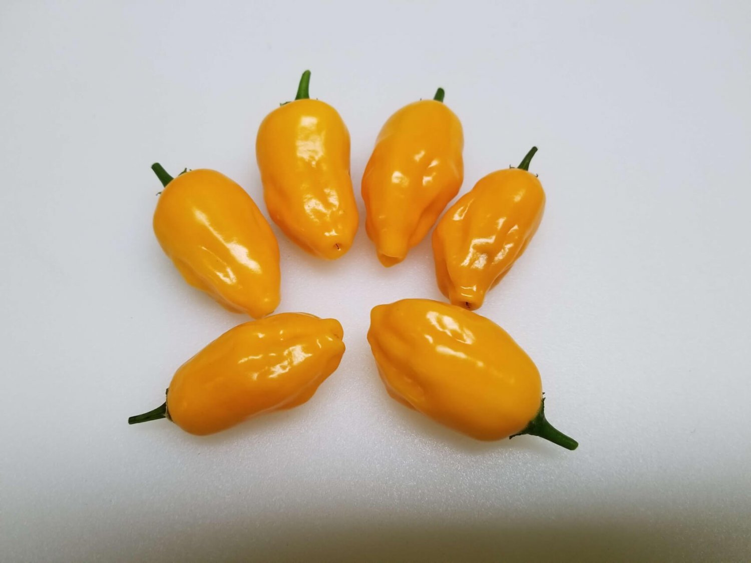 25  Pepper Seeds   Rare Hot El Oro de Ecuador yellow color #PPTE79