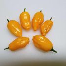 25  Pepper Seeds   Rare Hot El Oro de Ecuador yellow color #PPTE79