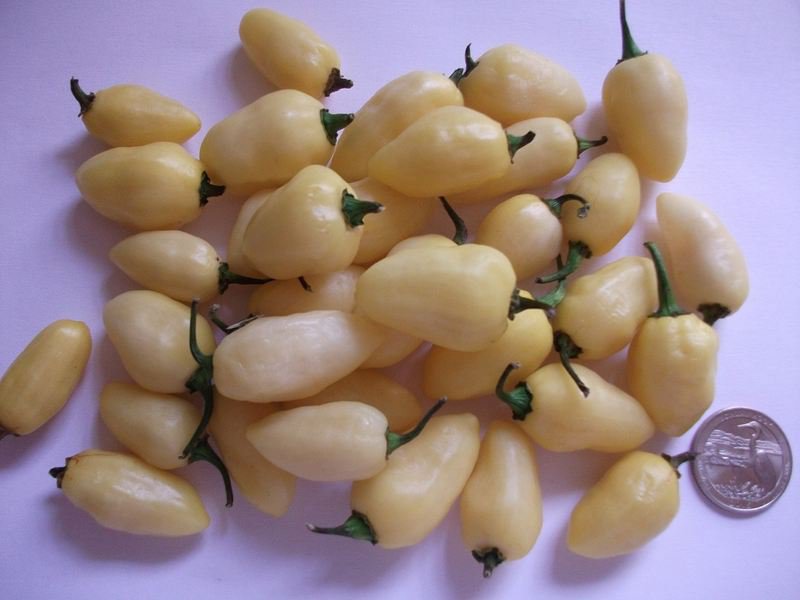 25  Pepper Seeds Rare  Hot White Lil' Skaggznas #PPTE79