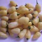 25  Pepper Seeds Rare  Hot White Lil' Skaggznas #PPTE79