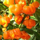 25  Pepper Seeds Super Hot orange Scotch Bonnet #PPTE79