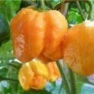 25  Pepper Seeds   Rare Yellow 7 Pot Brain Strain #PPTE79