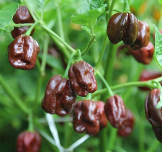25  Pepper Seeds Super Hot  Chocolate Habanero, fast growing  #PPTE79