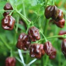 25  Pepper Seeds Super Hot  Chocolate Habanero, fast growing  #PPTE79