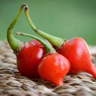25  Pepper Seeds Super Hot Mildly Hot Premium Biquinho #PPTE79