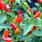 25  Pepper Seeds Super Hot  Pequin Pepper  #PPTE79