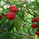 25  Pepper Seeds Super Hot  Pepperdew   #PPTE79