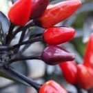 25  Pepper Seeds Edible Ornamental Explosive Ember #PPTE79