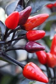 25  Pepper Seeds Edible Ornamental Explosive Ember #PPTE79