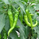25  Pepper Seeds Super Hot Fushimi green, fast growing   #PPTE79