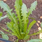 Heirloom Italian Dandelion 1000 vegetable seeds #MMGD77
