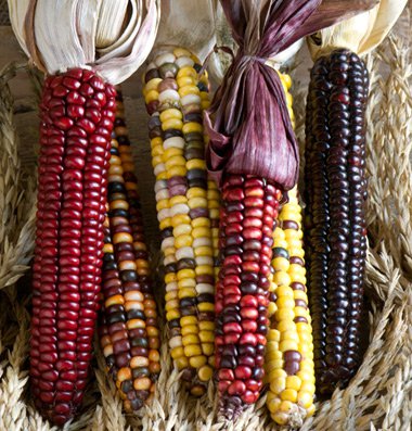 50 Painted Mountain Indian Corn seeds  #WBFT80