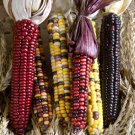 50 Painted Mountain Indian Corn seeds  #WBFT80