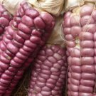 50 Maize Rojo  Red dent Corn seeds #WBFT80