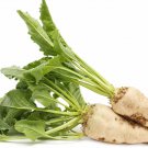 50  white Sugar Beet Beta vulgaris seeds , easy tp grow #WBFT80