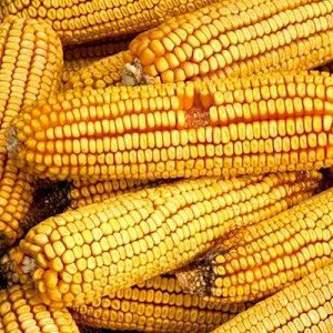 50 Hickory King Yellow Dent Corns  seeds, easy to grow #WBFT80