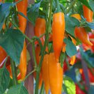 35 Bulgarian Orange Carrot Pepper seeds #WBFT80