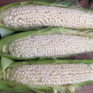 100 Country Gentleman white sweet Corn vegetable seeds #WBFT80