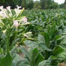 100 Virginia Smoking tobacco seeds, easy to grow   #WBFT80