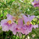 30 seeds Desert Willow Chilopsis linearis    #WSDS75