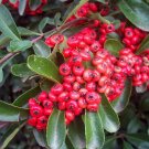 30 seeds  Scarlet Firethorn Pyracantha coccinea, fast growing    #WSDS75