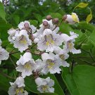 50  Catalpa speciosaNorthern Catalpa Tree Seeds  #WSDS75