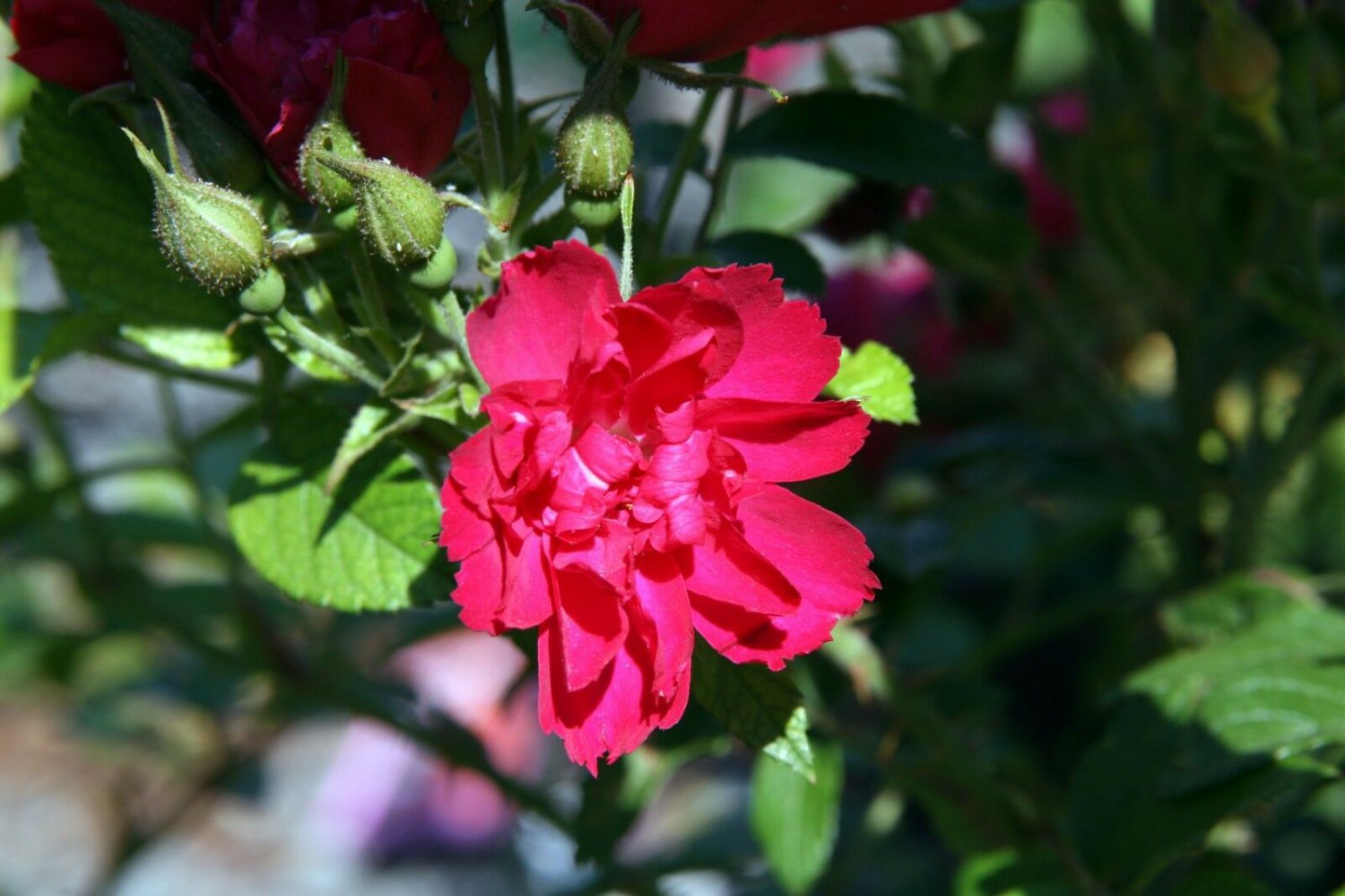 30 seeds Red Rugosa Rose  Rubra, easy to grow  #WSDS75