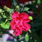 30 seeds Red Rugosa Rose  Rubra, easy to grow  #WSDS75