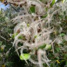 30 seeds Mountain Mahogany  Cercocarpus montanus    #WSDS75